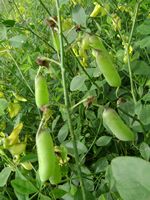 Crotalaria laburnifolia frs-t.JPG